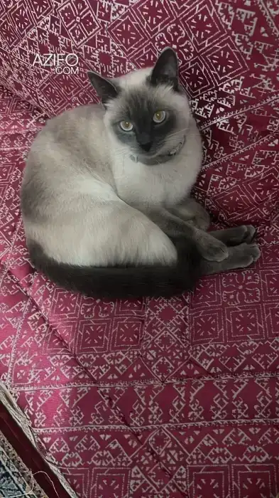 Don de chatte in Rabat, MOROCCO | Azifo