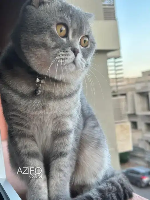 Scottish fold in Marrakech, MOROCCO | Azifo