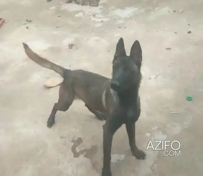 Chiot Mâle Berger Malinois de 9 mois et 23j in Marrakech, MOROCCO | Azifo