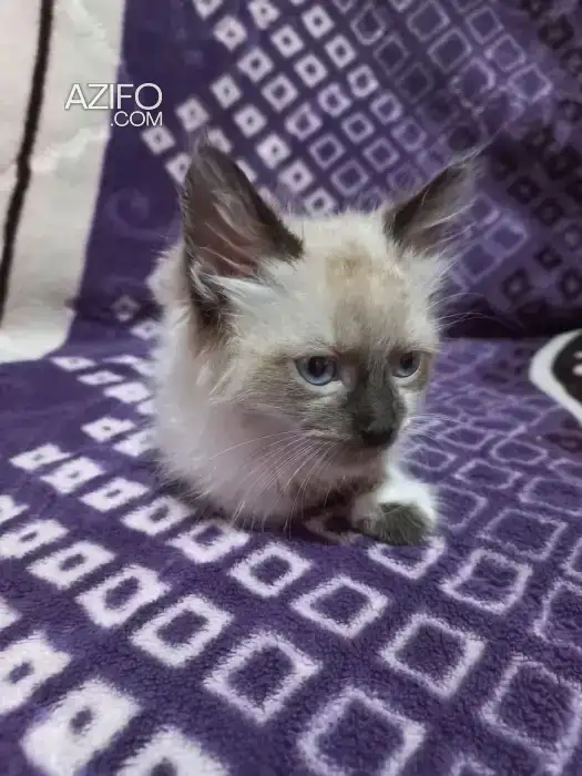 Chat Siamois in Sale, MOROCCO | Azifo