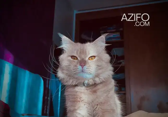 Chat roux a vendre in الدار البيضاء, MOROCCO | Azifo