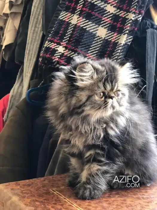Chaton persan in Casablanca, MOROCCO | Azifo