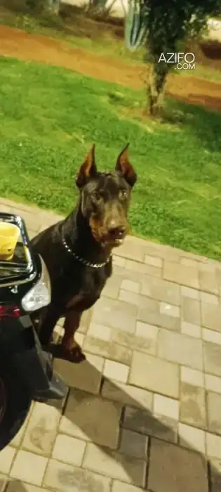 Chiot Mâle Dobermann de 6 mois in Marrakech, MOROCCO | Azifo