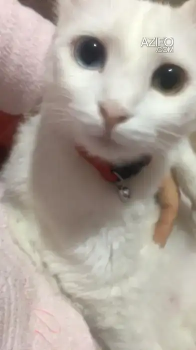 chatte angora turc in Kenitra, MOROCCO | Azifo