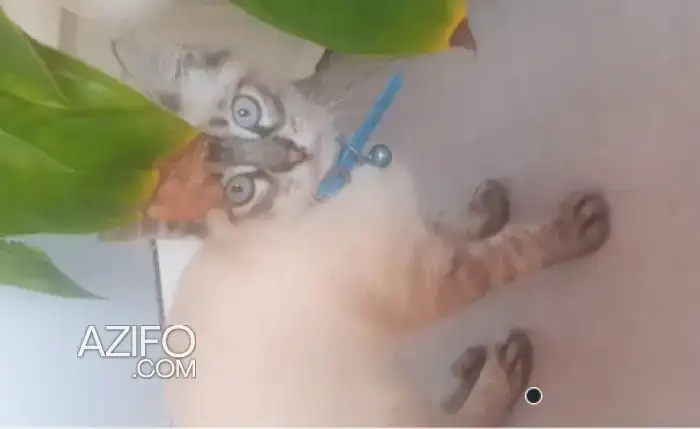chaton siamois tigrès in Rabat, MOROCCO | Azifo