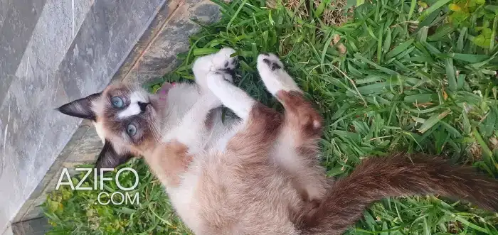 chaton siamois in Rabat, MOROCCO | Azifo