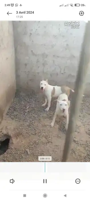 Chien Femelle Croisé Dogue Argentin et Pitbull in Marrakech, MOROCCO | Azifo
