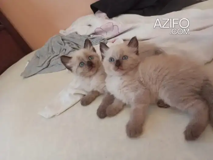 🔹 Chaton Siamois Pure Race - Un Véritable Trésor! 🔹 in الدار البيضاء, MOROCCO | Azifo