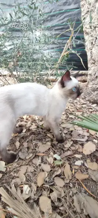 🌟 Chatons de Qualité Supérieure à Vendre: Birmanie et Autres Races Pure! 🌟 in الدار البيضاء, MOROCCO | Azifo