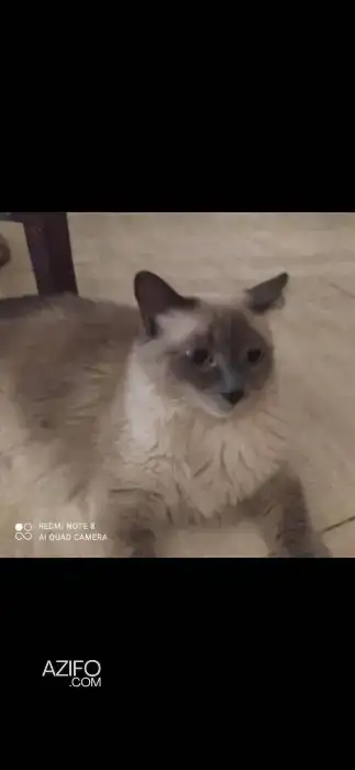 besoin d'adoption pour un chat in مراكش, MOROCCO | Azifo