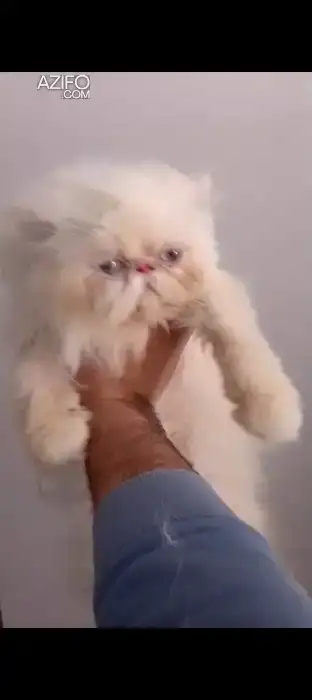 chat persan malle 1 ans in الدار البيضاء, MOROCCO | Azifo