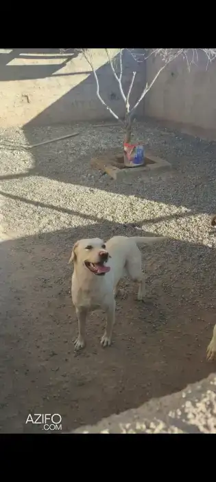 Chiot Femelle Labrador Retriever de 7 mois et 12j in Marrakech, MOROCCO | Azifo