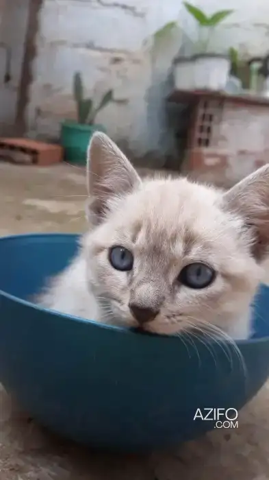 siamois white tiger femal in Casablanca, MOROCCO | Azifo