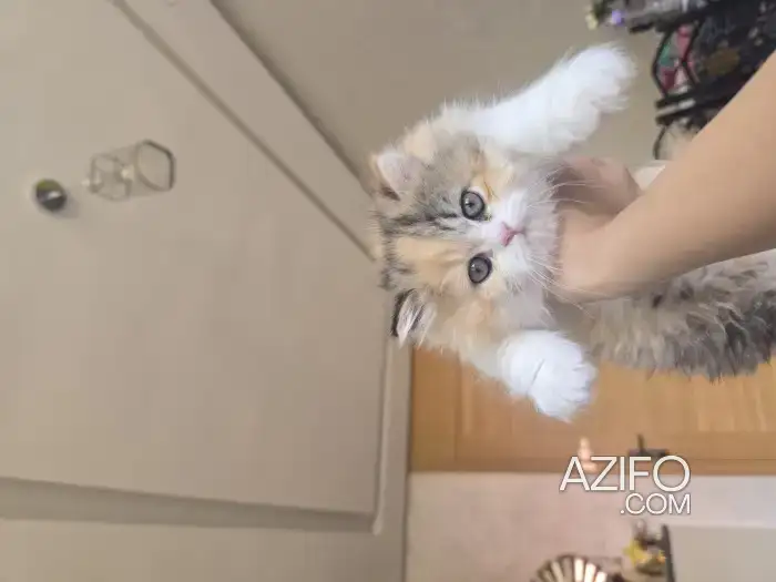chaton  british  long hair in الدار البيضاء, MOROCCO | Azifo