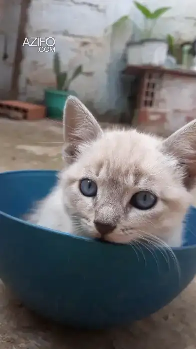 siamois whit tiger femal in Casablanca, MOROCCO | Azifo