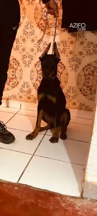 Chiot Femelle Dobermann de 5 mois in Marrakech, MOROCCO | Azifo