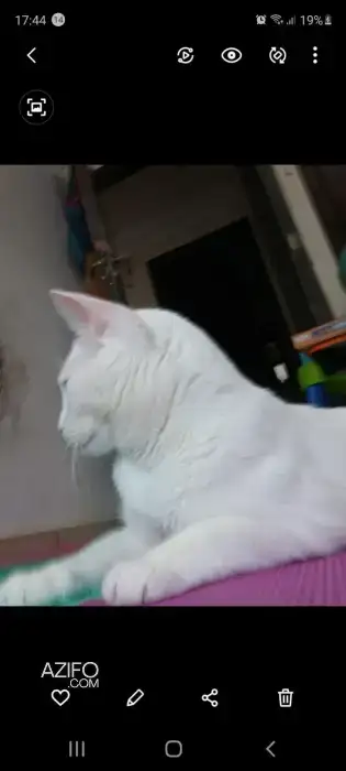 adoption chat angora in Casablanca, MOROCCO | Azifo
