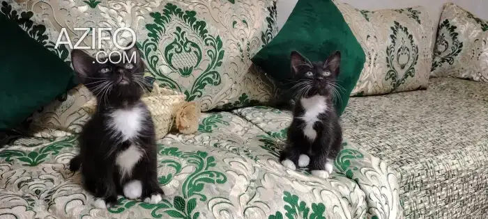 chatons pour adoption in Rabat, MOROCCO | Azifo
