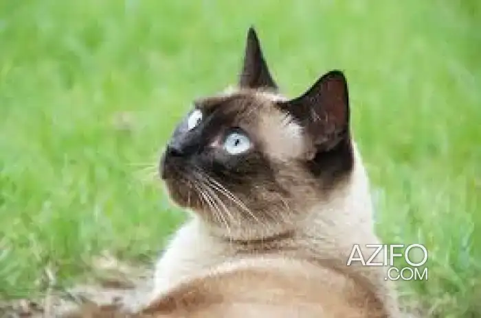 donner un chat "mais pas le vendre " in فاس, MOROCCO | Azifo