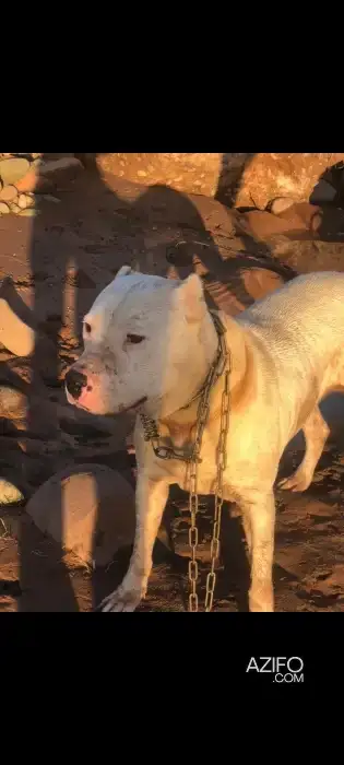 Chiot Femelle Dogue Argentin de 8 mois in Marrakech, MOROCCO | Azifo