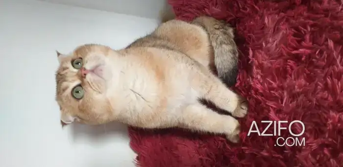 scottish fold in الرباط, MOROCCO | Azifo