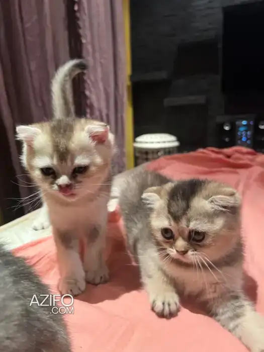 Scottish fold in Casablanca, MOROCCO | Azifo