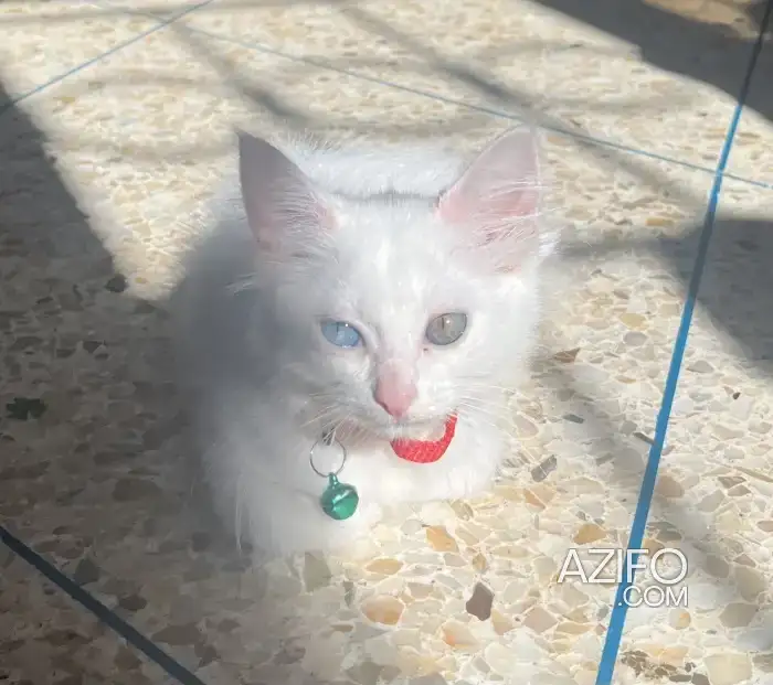 Angore turc de race pure in Temara, MOROCCO | Azifo
