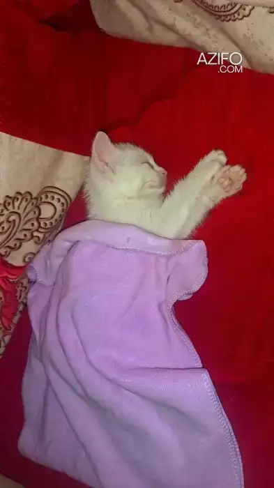 Chat a adopter in Casablanca, MOROCCO | Azifo