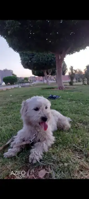 Chiot Femelle Bichon Maltais de 7 mois et demi in Marrakech, MOROCCO | Azifo