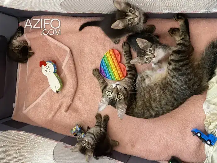 4 petits chatons a adopter in الدار البيضاء, MOROCCO | Azifo