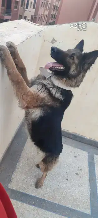 Chiot Femelle Berger Allemand de 3 mois in Marrakech, MOROCCO | Azifo