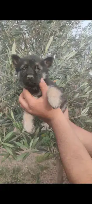 Chiot Berger Allemand in Marrakech, MOROCCO | Azifo
