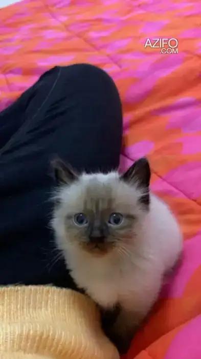 Chat siamois himalayen in القنيطرة, MOROCCO | Azifo