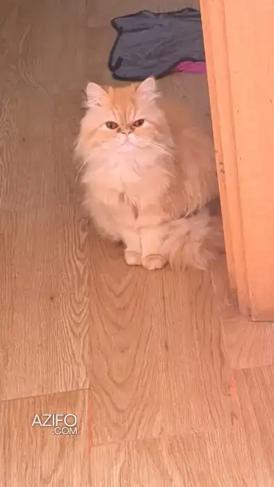 Chatte persan in Casablanca, MOROCCO | Azifo