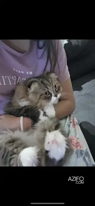 Scottish Fold in Rabat, MOROCCO | Azifo
