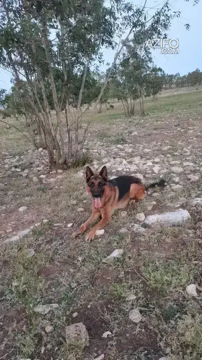Chien Mâle Berger Allemand in Casablanca, MOROCCO | Azifo