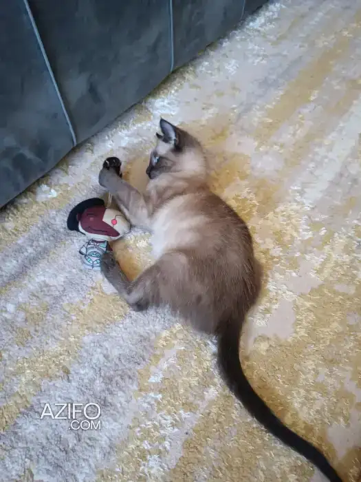 Adoption chaton femelle in Casablanca, MOROCCO | Azifo