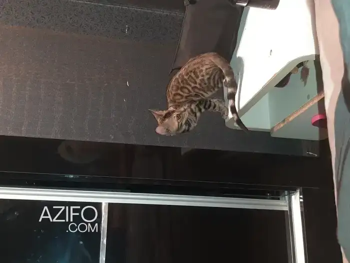 Bengal in Rabat, MOROCCO | Azifo