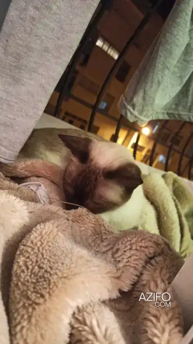 Chatte siamois in Rabat, MOROCCO | Azifo