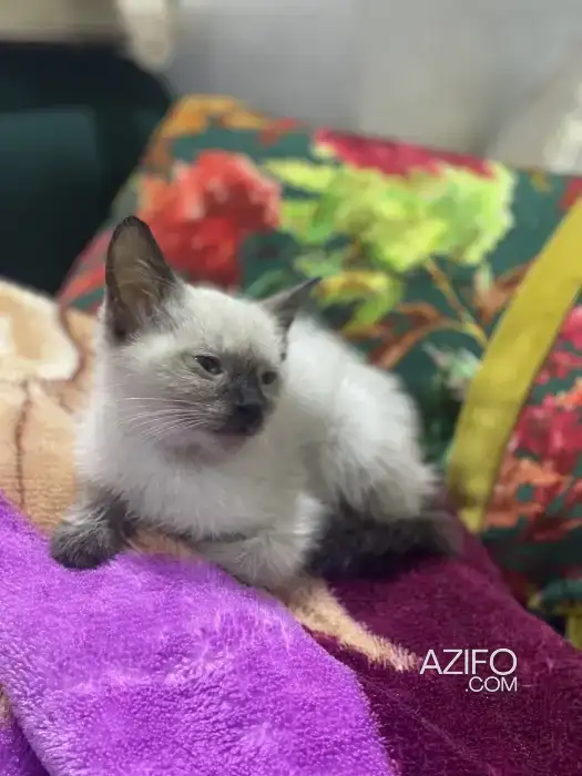 Chat siamois in Casablanca, MOROCCO | Azifo