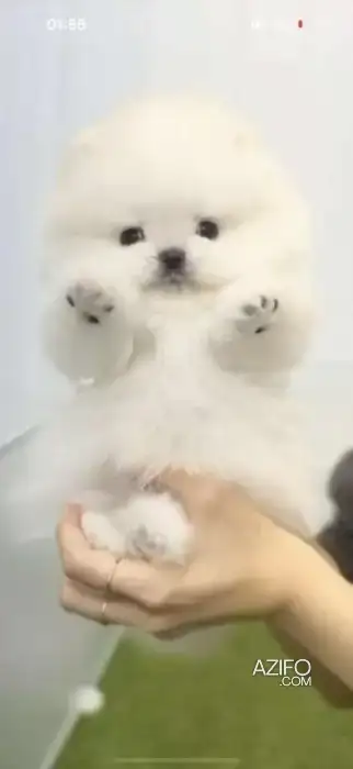 Chien Spitz Poméranien (Loulou de Poméranie) in Casablanca, MOROCCO | Azifo