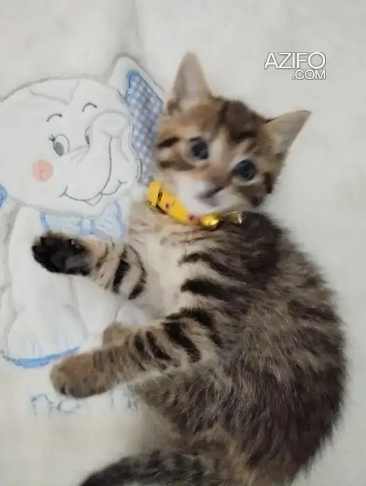 Chatons croisés norvégiens et bengals in Tanger-Assilah, MOROCCO | Azifo