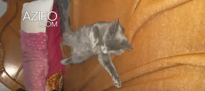 Nebelung original in Larache, MOROCCO | Azifo