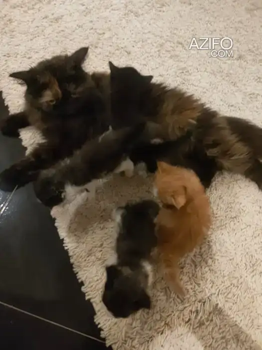 Chaton in Marrakech, MOROCCO | Azifo