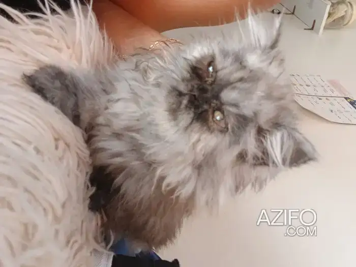 Chat persan in Marrakech, MOROCCO | Azifo