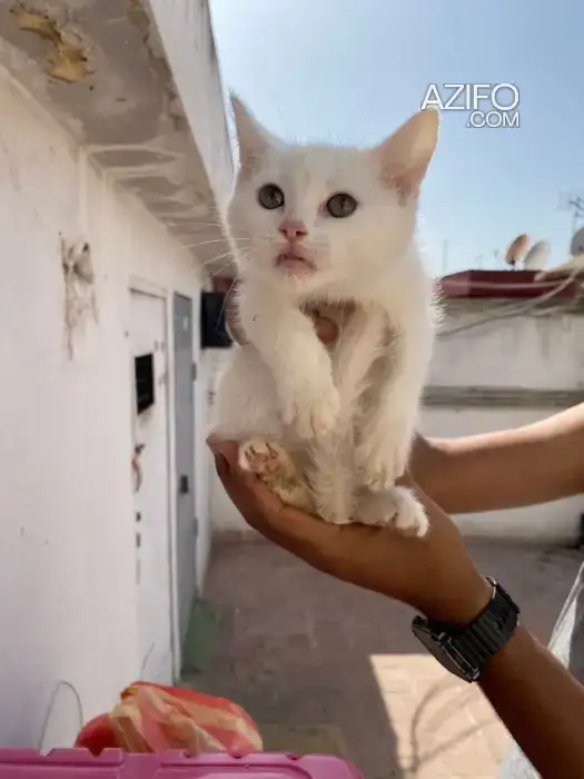 Chaton Angora à vendre in الدار البيضاء, MOROCCO | Azifo