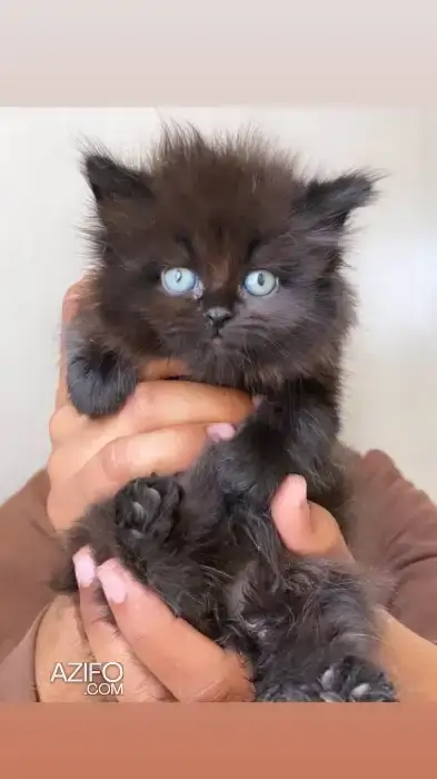 Chaton Shirazi noir in الدار البيضاء, MOROCCO | Azifo