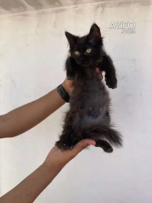 Chaton Shirazi noir in الدار البيضاء, MOROCCO | Azifo