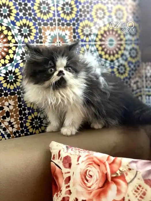 Chaton persan in Casablanca, MOROCCO | Azifo