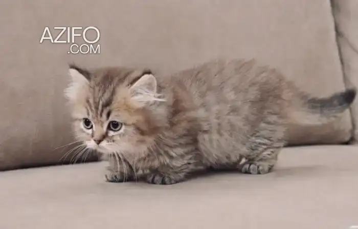 Chaton Munchkin British Golden (Short Legs) By 24 in الرباط, MOROCCO | Azifo